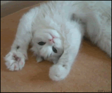 src=http_%2F%2Fcdn2.ettoday.net%2Fimages%2F848%2Fd848848.gif&refer=http_%2F%2Fcdn2.ettoday.gif