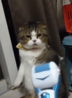 1526897011e2825b9210c2879ee838ed22e48945bf.gif