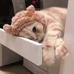 IMG_6292.GIF