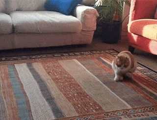 a8889cdfe29c7fbb42c9207c2ce11648.gif
