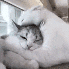 IMG_7204.GIF
